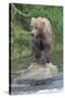 Brown Bear catching salmon in Brooks River, Katmai National Park, Alaska, USA-Keren Su-Stretched Canvas