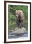 Brown Bear catching salmon in Brooks River, Katmai National Park, Alaska, USA-Keren Su-Framed Photographic Print