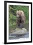 Brown Bear catching salmon in Brooks River, Katmai National Park, Alaska, USA-Keren Su-Framed Photographic Print