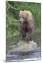 Brown Bear catching salmon in Brooks River, Katmai National Park, Alaska, USA-Keren Su-Mounted Photographic Print