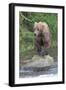 Brown Bear catching salmon in Brooks River, Katmai National Park, Alaska, USA-Keren Su-Framed Photographic Print