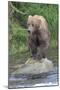 Brown Bear catching salmon in Brooks River, Katmai National Park, Alaska, USA-Keren Su-Mounted Photographic Print