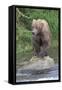 Brown Bear catching salmon in Brooks River, Katmai National Park, Alaska, USA-Keren Su-Framed Stretched Canvas