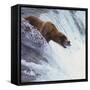 Brown Bear Catching Salmon-DLILLC-Framed Stretched Canvas