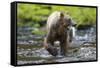 Brown Bear Catching Sockeye Salmon in Alaska-Paul Souders-Framed Stretched Canvas