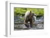 Brown Bear Catching Sockeye Salmon in Alaska-Paul Souders-Framed Photographic Print