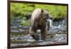 Brown Bear Catching Sockeye Salmon in Alaska-Paul Souders-Framed Photographic Print