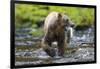 Brown Bear Catching Sockeye Salmon in Alaska-Paul Souders-Framed Photographic Print