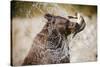 Brown Bear Catching Spawning Salmon from Stream at Kinak Bay-Paul Souders-Stretched Canvas