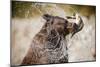 Brown Bear Catching Spawning Salmon from Stream at Kinak Bay-Paul Souders-Mounted Premium Photographic Print