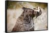 Brown Bear Catching Spawning Salmon from Stream at Kinak Bay-Paul Souders-Framed Stretched Canvas