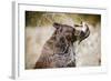 Brown Bear Catching Spawning Salmon from Stream at Kinak Bay-Paul Souders-Framed Photographic Print