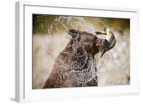 Brown Bear Catching Spawning Salmon from Stream at Kinak Bay-Paul Souders-Framed Photographic Print