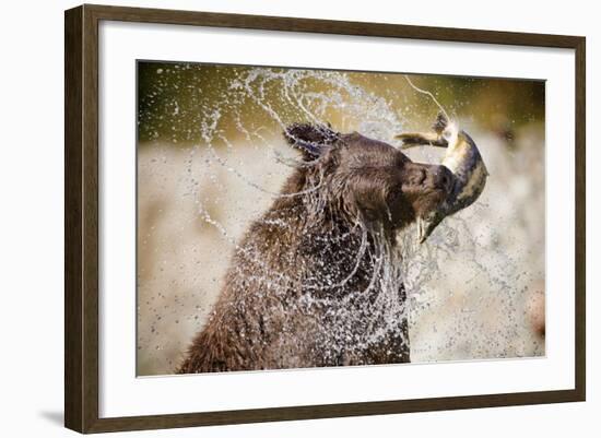 Brown Bear Catching Spawning Salmon from Stream at Kinak Bay-Paul Souders-Framed Photographic Print