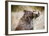 Brown Bear Catching Spawning Salmon from Stream at Kinak Bay-Paul Souders-Framed Photographic Print