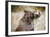 Brown Bear Catching Spawning Salmon from Stream at Kinak Bay-Paul Souders-Framed Photographic Print