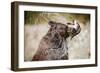 Brown Bear Catching Spawning Salmon from Stream at Kinak Bay-Paul Souders-Framed Photographic Print