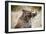 Brown Bear Catching Spawning Salmon from Stream at Kinak Bay-Paul Souders-Framed Photographic Print