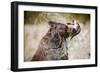 Brown Bear Catching Spawning Salmon from Stream at Kinak Bay-Paul Souders-Framed Photographic Print