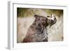 Brown Bear Catching Spawning Salmon from Stream at Kinak Bay-Paul Souders-Framed Photographic Print