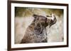 Brown Bear Catching Spawning Salmon from Stream at Kinak Bay-Paul Souders-Framed Photographic Print