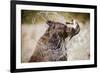 Brown Bear Catching Spawning Salmon from Stream at Kinak Bay-Paul Souders-Framed Photographic Print