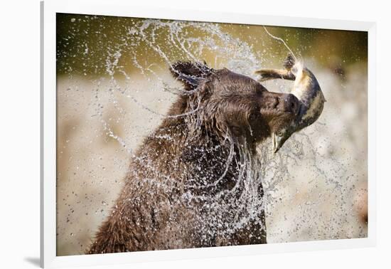 Brown Bear Catching Spawning Salmon from Stream at Kinak Bay-Paul Souders-Framed Photographic Print