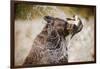 Brown Bear Catching Spawning Salmon from Stream at Kinak Bay-Paul Souders-Framed Photographic Print