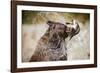 Brown Bear Catching Spawning Salmon from Stream at Kinak Bay-Paul Souders-Framed Photographic Print