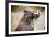 Brown Bear Catching Spawning Salmon from Stream at Kinak Bay-Paul Souders-Framed Photographic Print