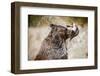 Brown Bear Catching Spawning Salmon from Stream at Kinak Bay-Paul Souders-Framed Photographic Print