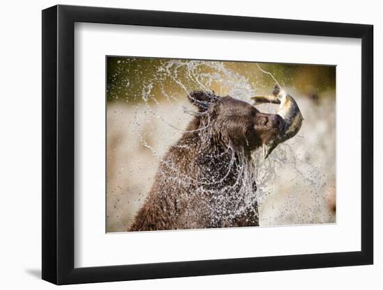 Brown Bear Catching Spawning Salmon from Stream at Kinak Bay-Paul Souders-Framed Photographic Print