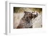 Brown Bear Catching Spawning Salmon from Stream at Kinak Bay-Paul Souders-Framed Photographic Print