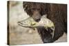 Brown Bear Catching Spawning Salmon, Katmai National Park, Alaska-Paul Souders-Stretched Canvas