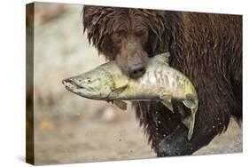 Brown Bear Catching Spawning Salmon, Katmai National Park, Alaska-Paul Souders-Stretched Canvas