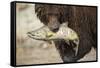 Brown Bear Catching Spawning Salmon, Katmai National Park, Alaska-Paul Souders-Framed Stretched Canvas