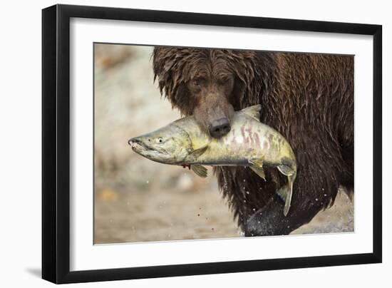 Brown Bear Catching Spawning Salmon, Katmai National Park, Alaska-Paul Souders-Framed Premium Photographic Print