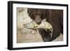 Brown Bear Catching Spawning Salmon, Katmai National Park, Alaska-Paul Souders-Framed Premium Photographic Print