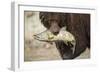 Brown Bear Catching Spawning Salmon, Katmai National Park, Alaska-Paul Souders-Framed Premium Photographic Print