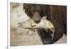 Brown Bear Catching Spawning Salmon, Katmai National Park, Alaska-Paul Souders-Framed Premium Photographic Print