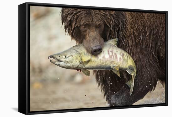 Brown Bear Catching Spawning Salmon, Katmai National Park, Alaska-Paul Souders-Framed Stretched Canvas