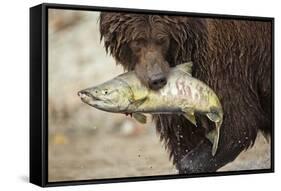 Brown Bear Catching Spawning Salmon, Katmai National Park, Alaska-Paul Souders-Framed Stretched Canvas