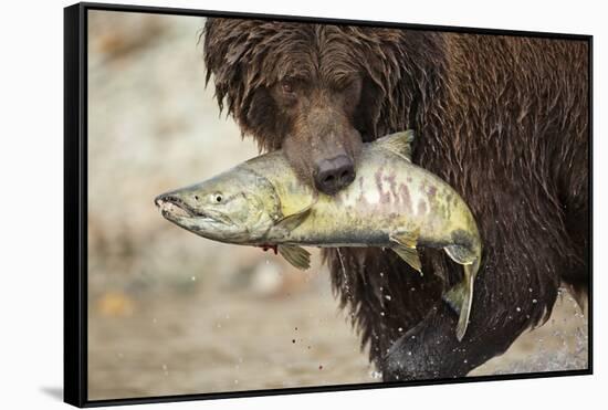 Brown Bear Catching Spawning Salmon, Katmai National Park, Alaska-Paul Souders-Framed Stretched Canvas