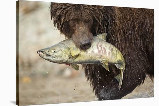 Brown Bear Catching Spawning Salmon, Katmai National Park, Alaska-Paul Souders-Stretched Canvas