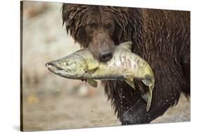 Brown Bear Catching Spawning Salmon, Katmai National Park, Alaska-Paul Souders-Stretched Canvas