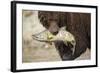 Brown Bear Catching Spawning Salmon, Katmai National Park, Alaska-Paul Souders-Framed Photographic Print