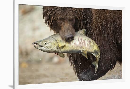 Brown Bear Catching Spawning Salmon, Katmai National Park, Alaska-Paul Souders-Framed Photographic Print