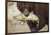 Brown Bear Catching Spawning Salmon, Katmai National Park, Alaska-Paul Souders-Framed Photographic Print