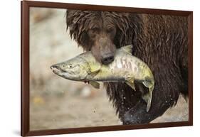 Brown Bear Catching Spawning Salmon, Katmai National Park, Alaska-Paul Souders-Framed Photographic Print