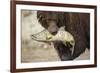 Brown Bear Catching Spawning Salmon, Katmai National Park, Alaska-Paul Souders-Framed Photographic Print